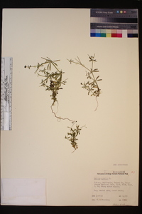 Galium aparine image